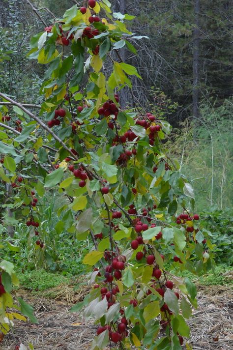 5 Reasons to Plant a Crabapple in your Garden | Attainable Sustainable Crab Apple Recipes, Growing Berries, Attainable Sustainable, Crab Apples, Sustainable Food Systems, Living Fence, Home Gardens, Crabapple Tree, Green Acres