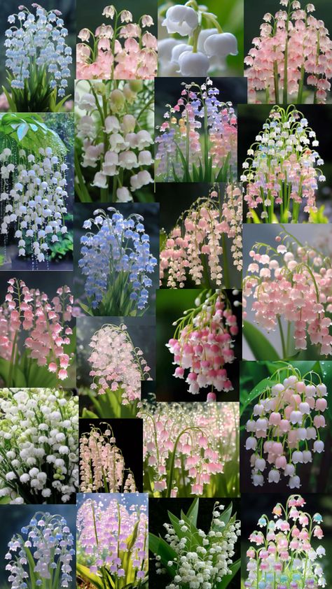 Lily of the Valley #lilyofthevalley #flowers Pretty Flowers Pictures, Luxury Flower Bouquets, Lily Of The Valley Flowers, Valley Flowers, Flower Wallpapers, Moon Garden, Nothing But Flowers, Cute Flower Wallpapers, Flower Therapy