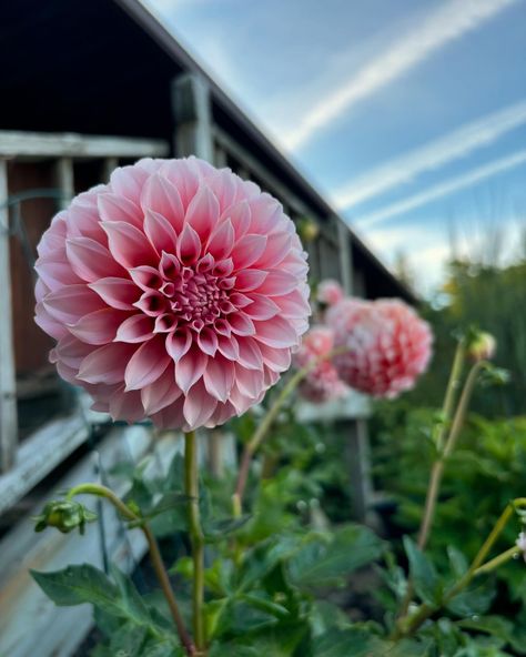 The best part of dahlia season is that it last forever (almost)! Even with cooler temps this week the blooms are still coming 🌸. #gardening #gardenphotos #dahlias #dahliagrower #dahliatips #gardenideas #gardensofinstagram #gardendesign #tubers #plantsmakepeoplehappy #gardendesign #gardeninspiration #peachesandcream Peaches N Cream, Garden Photos, Garden Inspiration, Dahlia, Garden Design, Cottage, Plants, Quick Saves, Instagram