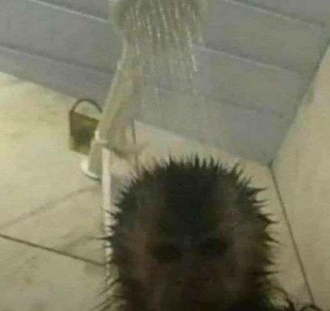 this monky s in the shwoer An Animal, Shower, Water