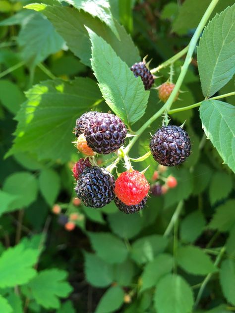 Black raspberry 'Jewel' Care (Watering, Fertilize, Pruning, Propagation) - PictureThis Black Raspberries, Raspberry Bush, Raspberry Plants, Tattoo Reference, Parts Of A Plant, Beneficial Insects, Black Raspberry, Organic Matter, Potting Soil