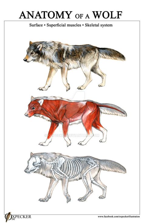 Anatomy of a Wolf by oxpecker Wolf Skull, Dog Anatomy, Animal Skeletons, Animal Anatomy, Animal Study, Wolf Drawing, 캐릭터 드로잉, Scientific Illustration, Anatomy Drawing