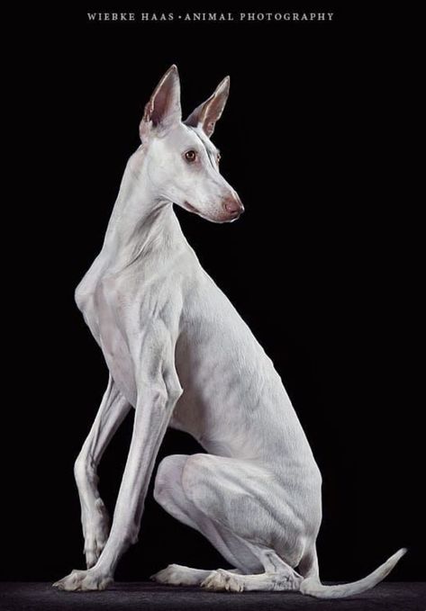 Regard Animal, Ibizan Hound, Hairless Dog, Dog Anatomy, Dog Poses, Pretty Animals, Whippet, Animal Photo, 귀여운 동물