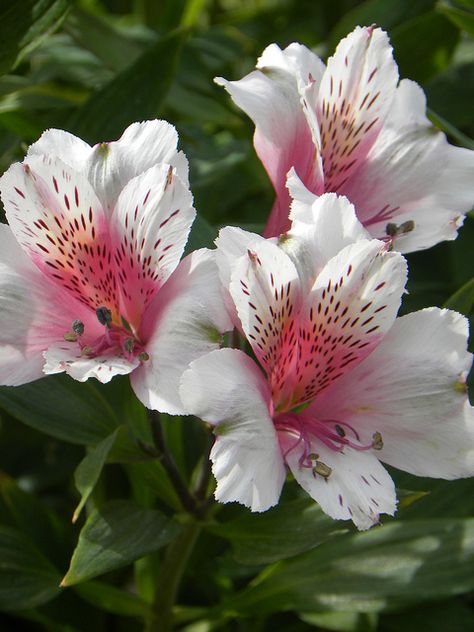 Peruvian Lily - also called the Lily of the Incas or Alstroemeria.  It's my favorite long-lasting cut flower! Alstroemeria Tattoo, Alstroemeria Flower, Peruvian Lily, Peruvian Lilies, Flower Identification, Autumn Flowers, Sugar Flowers, Exotic Flowers, Beautiful Blooms