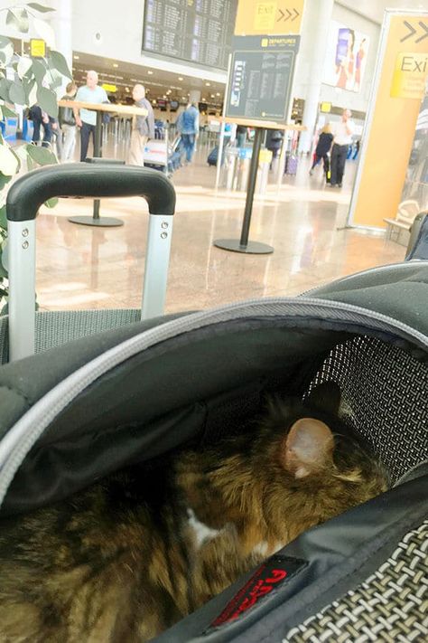 Cat In Airplane, Cat On A Plane, Cat Transport, How To Travel With A Cat, Traveling With Cats In Car Road Trips, Travel With Cat, Taking Cat, Traveling With Cats, Traveling With Cats On A Plane