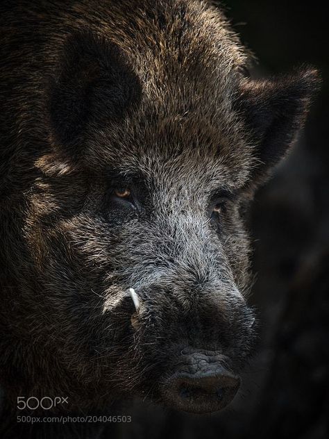 Feral Pig, Wild Boar Hunting, Boar Hunting, Wild Pig, Hog Hunting, Wild Hog, Wild Animals Photos, Hunting Art, Wild Boar