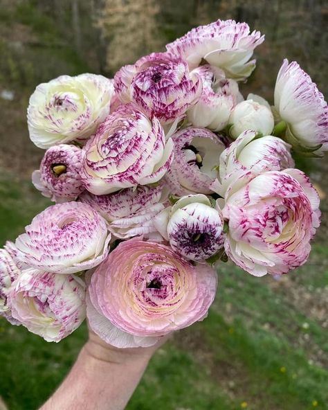 Ranunculus Purple, Wedding Fair, Bright Pastels, Favorite Flowers, Naturally Beautiful, Ranunculus, Purple Wedding, Bouquets, Beautiful Flowers