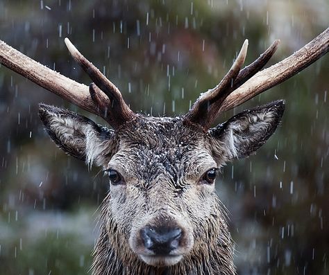 Red Deer Stag Close Up | Flickr - Photo Sharing! Deer Face, Red Deer Stag, Antler Lamp, Lamp Inspiration, Deer Photos, Deer Family, Deer Stags, Red Deer, Wild Nature