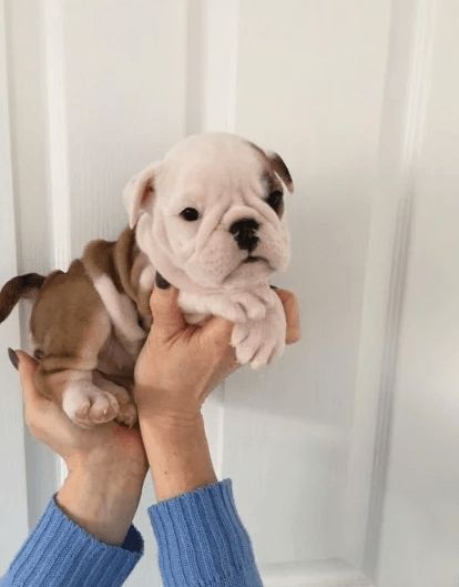 English Bulldog Puppies For Sale | Los Angeles, CA #344802 American Bulldog Puppy, British Bulldog Puppies, English Bulldog Puppies For Sale Near Me, Baby English Bulldogs, English Bulldog For Sale, Cuddle Puddle, American Bulldog Puppies, Respiratory Disease, Baby Bulldog