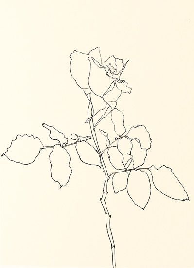 Pencil Skills, Plant Drawings, Flower Drawing Tutorials, Ellsworth Kelly, Plant Painting, Plant Drawing, Literature Art, Textile Artists, Botanical Art