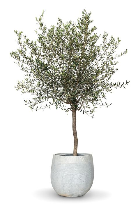 Olive Tree Interior, Interior Tree, Tree Psd, Best Indoor Trees, Modern Mediterranean Home, Plant In A Pot, Tree Interior, Hotel Flowers, Tree Vase