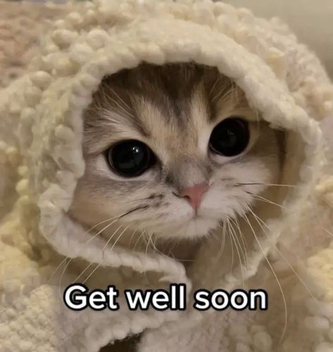 Photos To Reply With, Feel Better Cat Images, Cat Pics With Text, Sick Cat Reaction Pic, Get Well Soon Reaction Pics, Cute Cat Memes Feelings, Get Well Soon Quotes For Her, Cat Mood Pics, Get Well Soon Meme