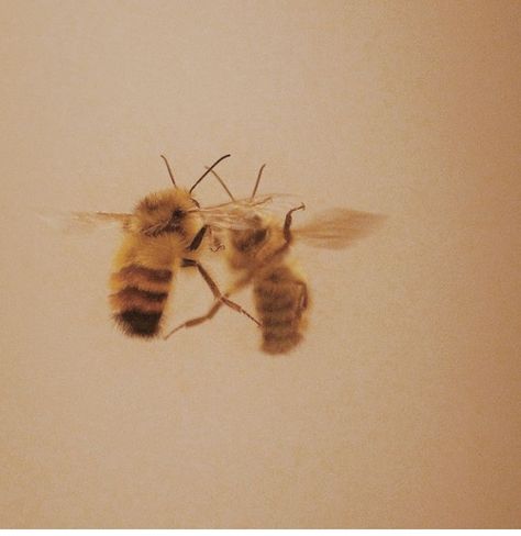 Honey, Bee, Yellow