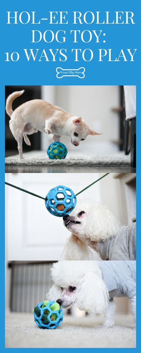 Hol-EE Roller Dog Toy: 10 Ways To Play | DIY Dog Toy | Dog Ball | Squeaky Dog Toys Diy, Holee Roller Dog Ideas, Diy Puppy Toys Homemade, Canine Enrichment Diy, Enrichment Games For Dogs, Diy Dog Puzzle Toys, Interactive Dog Toys Diy Brain Games, Dog Toy Storage Diy, Diy Enrichment For Dogs