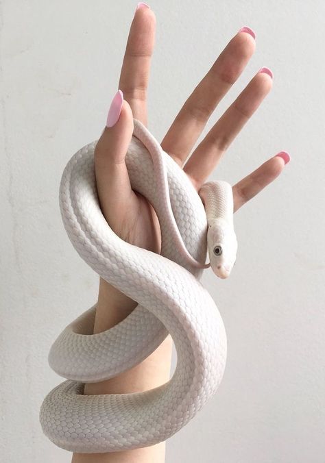 Snake Aesthetic, Pretty Snakes, Cute Reptiles, Cute Snake, Hand Drawing Reference, Snake Art, Beautiful Snakes, Pet Snake, Hand Reference