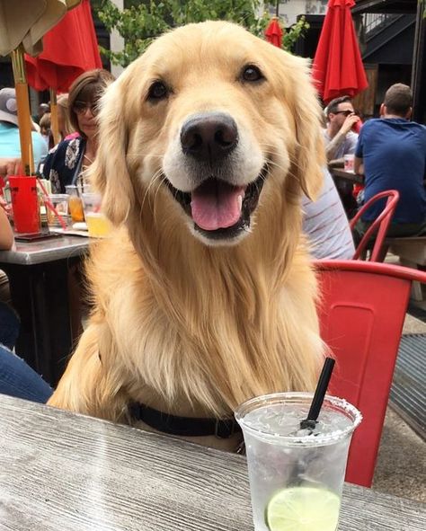 Perros Golden Retriever, A Golden Retriever, Golden Retriever Puppy, Retriever Puppy, Sweet Dogs, Dogs Golden Retriever, Boutique Chic, Cold Drink, Retriever Dog