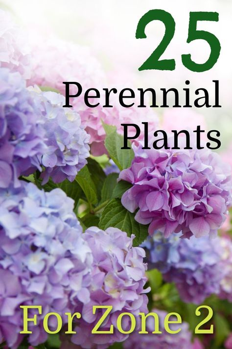 hydrangea Zone 2 Landscaping Ideas, Zone 2 Perennials Landscapes, Zone 2 Gardening, Zone 2 Perennials, Wyoming Landscape Ideas, Zone 3 Perennials Garden Plan, Zone 3 Gardening Canada, Zone 4 Perennial Garden Layout, Zone 3 Shrubs