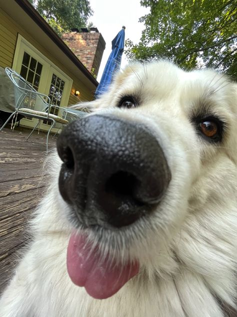 great pyrenees dog making cute face Pyrenees Mountain Dog, Cute Great Pyrenees, Great Pyrenees Aesthetic, Great Pyrenees Drawing, Great Pyrenees Funny, Dog Great Pyrenees, Pyrenees Puppies, Great Pyrenees Puppy, Swiss Shepherd