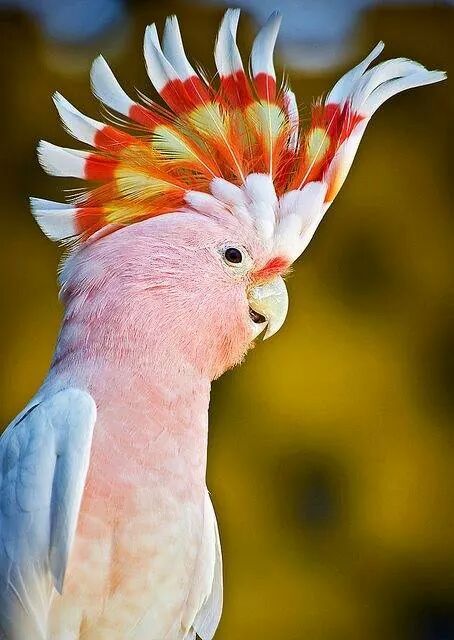 Pink Cockatoo - Major Mitchell's (Pink) Cockatoo (Lophochroa leadbeateri). Pink Cockatoo, Beauty Aesthetic, Most Beautiful Birds, Australian Birds, Rare Birds, Airbrush Art, Funny Birds, Australian Animals, Bird Pictures