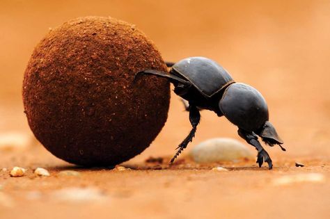 Dung beetles help put soil into the ground for plants to grow. They are decomposers. They also eat poop. Examples of Predators: Birds, bats, reptiles, and other insect-eaters Anaconda Verde, Dung Beetle, Strongest Animal, Rare Species, Scarab Beetle, Fresh Memes, Game Reserve, Southern Africa, Funny Puns