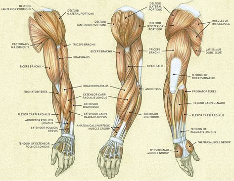 Anatomy Of Arm Muscle, Arm Muscle Diagram, Muscle Arm Anatomy, Arm Muscles Anatomy Reference, Arm Muscles Drawing Reference, Arm Muscles Drawing, Arm Muscle Groups, Arm Muscle Reference, Arm Muscles Anatomy