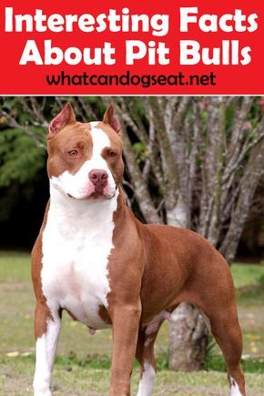 Pitbull Puppies Training, Pit Bull Care, Pitbull Dog Puppy, Pitbull Facts, Pitbull Dog Breed, Family Friendly Dogs, Pitbull Dogs, Pitt Bulls, Giant Dog Breeds