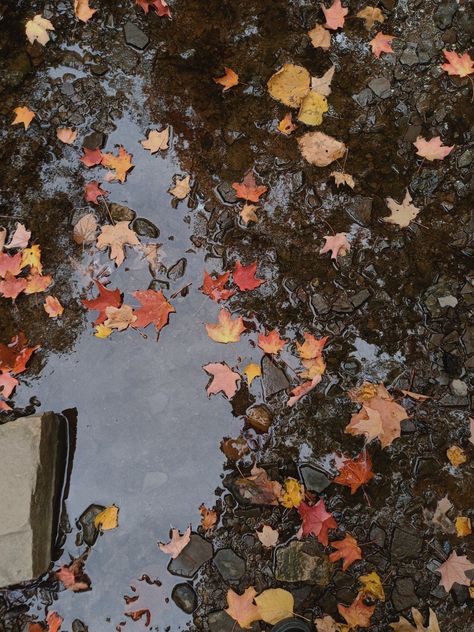 #fall #aesthetic #mood #autumn #leaves #rain #pics #photography #daily #nature Fall And Rain Aesthetic, Rain Autumn Aesthetic, Fall Aesthetic Moodboard, Southern Fall Aesthetic, Fall Green Aesthetic, Autumn Nature Aesthetic, Miracore Aesthetic, Fall Aesethic, Autumn Mood Aesthetic