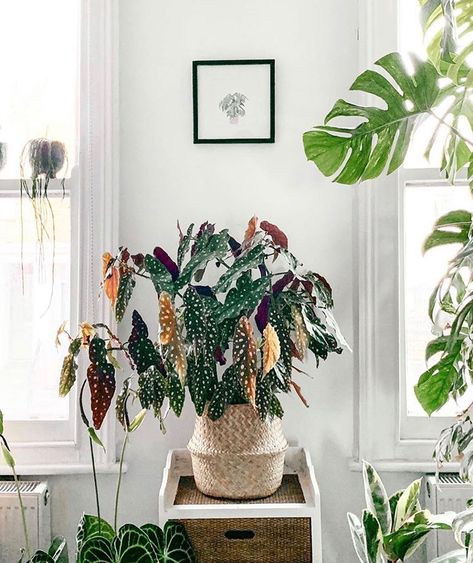 Plantas Interior, Low Light House Plants, Begonia Maculata, Plant Goals, Trendy Plants, Green Magic, Interior Plants, House Plants Decor, Simple Green