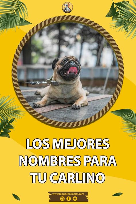 Es importante empezar con que esta es una raza de perro mejor conocida en España como el Carolino. Se dice que este es el mejor perro para pastorear el ganado. #perros #perro #mascotas #adopta #canino #animales #gatos #cachorro #mascota #raza #nombres #razas #blogdemascotas Girl Pug Names, Pug