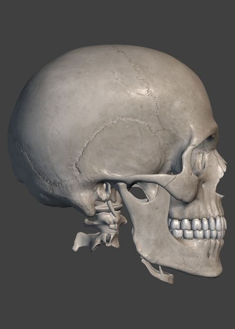 Skull Side View, Drawing Anatomy, Basic Anatomy And Physiology, Human Anatomy Art, Anatomy For Artists, Anatomy Reference, Anatomy And Physiology, Anatomy Art, Human Anatomy