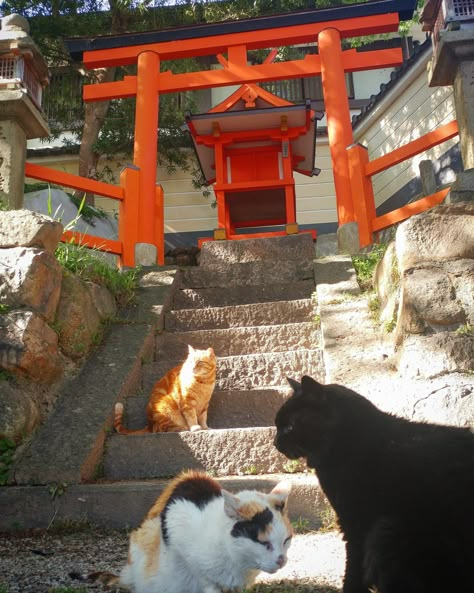 A few kitty gods visiting their shrine in Nara The post A few kitty gods visiting their shrine in Nara appeared first on Alo Japan. Japan Shrine Aesthetic, Cat Shrine, Japanese Shrine Aesthetic, Japan Shrine, Shrine Aesthetic, Nara Japan Aesthetic, Nara Japan, Cat Work, Japanese Shrine