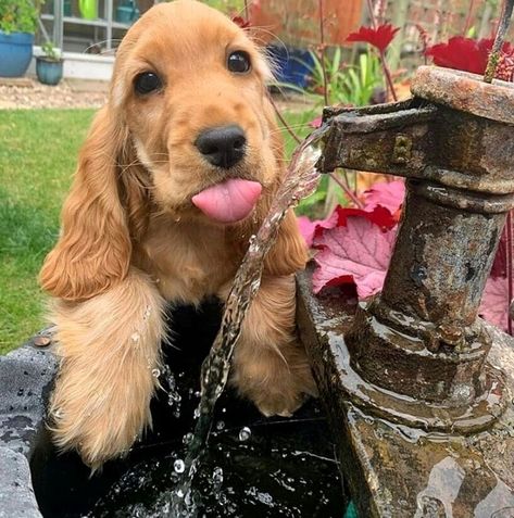 Show Cocker Spaniel Puppies, Show Cocker Spaniel, Negative Reinforcement, Cute Cocker Spaniel, Kitten Training, Golden Cocker, Golden Cocker Spaniel, Therapy Dog Training, Every Dog Breed