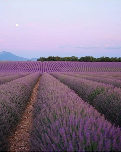 Wildflowers Garden, Wildflower Garden, Lavender Fields, Garden Cottage, Geraniums, Provence, Wild Flowers, Beautiful Places, Lavender