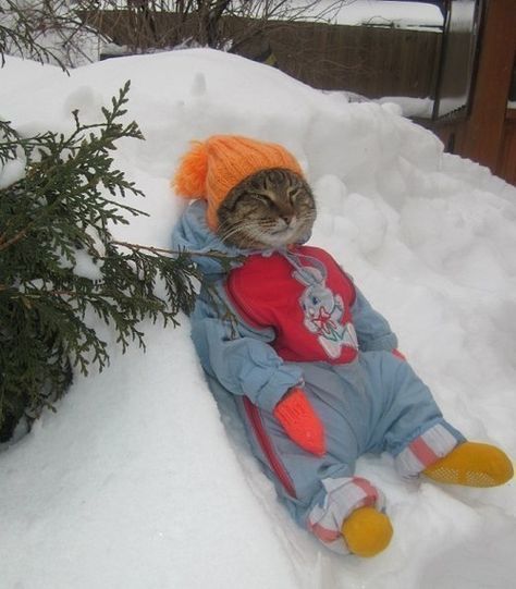 This cat who’s a little too content in his snowsuit. | 41 WTF Cat Pictures That Will Make You Laugh Every Time Söt Katt, Image Chat, Pretty Cats, Cute Little Animals, 귀여운 동물, Cat Photo, Crazy Cats, Cat Pics, Cool Cats