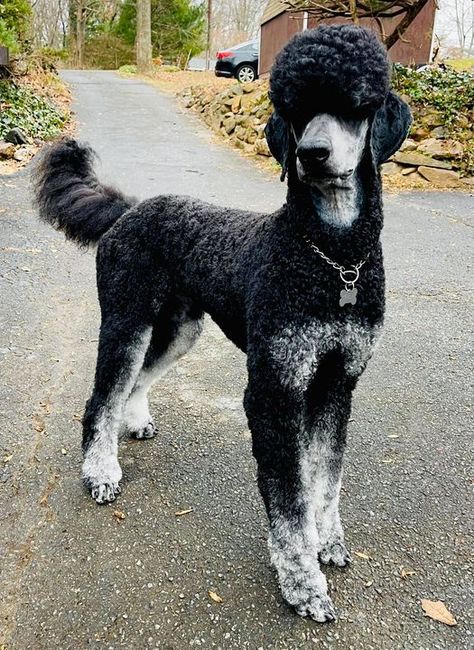 Poodle Shaved Ears, German Clip Poodle, Phantom Standard Poodle, Standard Poodle Haircuts, Giant Poodle, Phantom Poodle, Poodle Haircut Styles, Black Standard Poodle, Poodle Hair