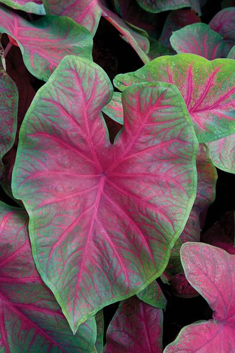 Caladium 'Brandywine': A fancy-leaved caladium with large, substantial, heart-shaped leaves up to a foot and a half long, ‘Brandywine’ has bright-red veins extending from the red heart of the leaf all the way to the edge. Sun tolerant for a few hours a day. Plant Palette, Shade Garden Design, Perennial Bulbs, Elephant Ear Plant, Meteor Garden 2018, Magic Garden, Tropical Foliage, House Plants Indoor, Pretty Plants