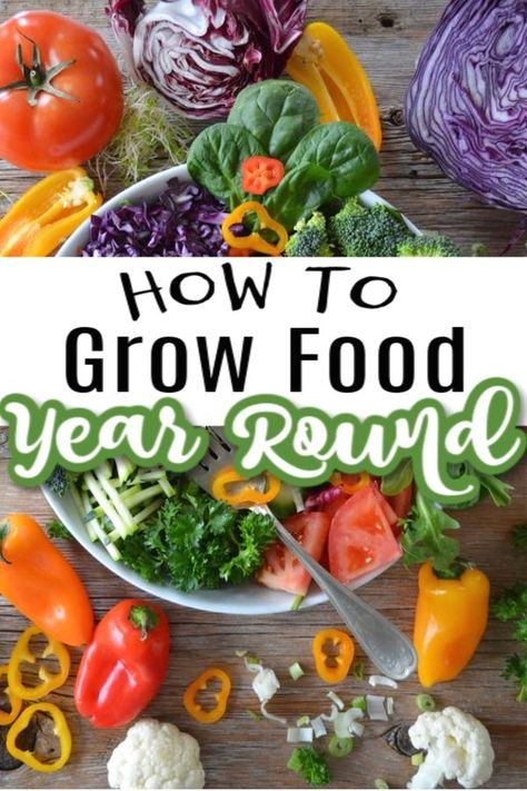 Year Round Vegetable Garden, All Year Round Garden, Growing Own Food, How To Grow Your Own Food, Heirloom Vegetables To Grow, Eatable Garden, Year Round Gardening, Homeless Project, Garden Meals