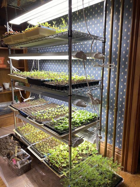 Seedlings Indoors Starting, Seed Starting Setup, Flowers From Seed, Seeds Planting, Seed Starting Soil, Seedlings Indoors, Flower Seedlings, Cut Flower Farm, Starting Seeds