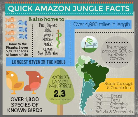 Amazon River Facts Brazil Rainforest, Rainforest Facts, The Amazon Rainforest, Amazon Rainforest Facts, Peru Amazon Rainforest, Preschool Jungle, Rainforest Project, Rainforest Activities, Amazon River Underwater