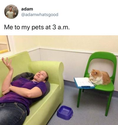 I totally do this. Joke Of The Day, Frank Iero, Cat Owner, Humor Memes, Kittens Funny, Funny Cat Memes, Funny Cat Pictures, Photo Images, Animal Memes