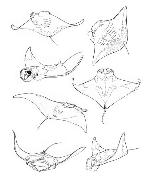 Drawing Manta Ray, Stingray Drawing Art, Manta Rays Drawing, Manta Ray Line Art, Manta Ray Drawing Sketch, Cute Stingray Drawing, Manta Ray Outline, Drawing Stingray, Mantaray Drawing