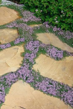 Thyme Plant, Creeping Thyme, Garden Stepping Stones, Garden Steps, Stone Path, Ground Cover Plants, Have Inspiration, The Secret Garden, Garden Pathway