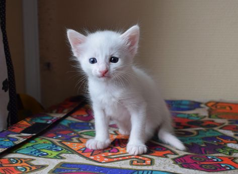 Four week old turkish angora kitten. You can already tell she's going to be odd-eyed! White Turkish Angora Cat, Turkish Angora Kitten, Angora Kitten, Turkish Angora Cat, Angora Cats, Turkish Angora, Adorable Kittens, Animal References, In The Zoo