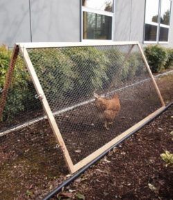 Collapsible Chicken Run Moveable Chicken Run, Happy Chickens, Chicken Tunnels, Urban Chicken Farming, Chicken Houses, Backyard Animals, Portable Chicken Coop, Chicken Tractors, Chicken Tractor