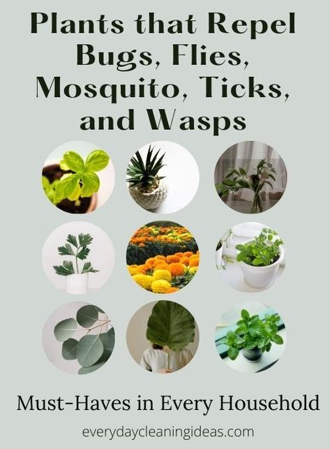 Plants that Repel Bugs, Flies, Mosquito, Ticks, and Wasps Gnat Repellant, Plants That Repel Flies, Plants That Repel Mosquitoes, Wasp Repellent, Insect Repellent Plants, Mosquito Repellent Homemade, Plants That Repel Bugs, Mosquito Plants, Plant Bugs