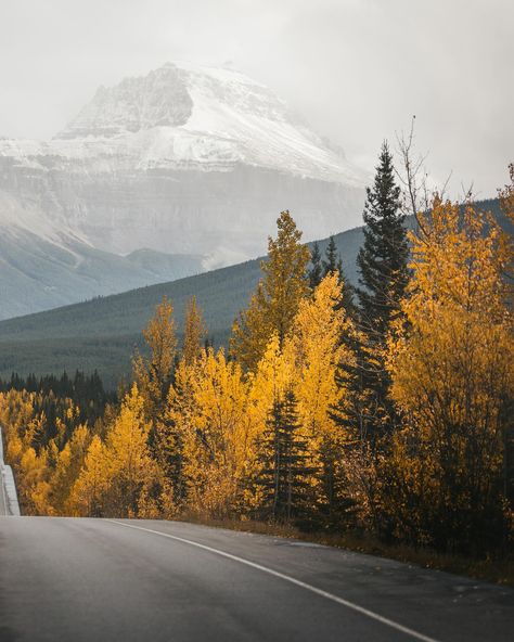 The roads in Banff is something special 🥰🍁🇨🇦 Driving the most scenic road out here in Banff will result in multiple “let’s pull over and take a pic”. Don’t say I didn’t warn you! Especially during this time of the year, the autumn colors are showing off, giving a beautiful warmth glow contrast with the snow capped mountains! It’s truly a photographer’s heaven! Although blogs I’ve read suggested a total of 3 hours to drive this scenic road, I highly recommend at least half a day to a full d... Snow Capped Mountains, Scenic Roads, Snow Caps, Autumn Colors, A Pic, Time Of The Year, The Snow, Something Special, Fall Colors