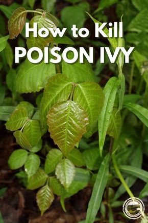 Poison Ivy Killer, Poison Ivy Vine, Kill Poison Ivy, Poison Ivy Leaves, Poison Ivy Plants, Poison Ivy Remedies, Kill Weeds Naturally, Garden Weeds, Ivy Plants