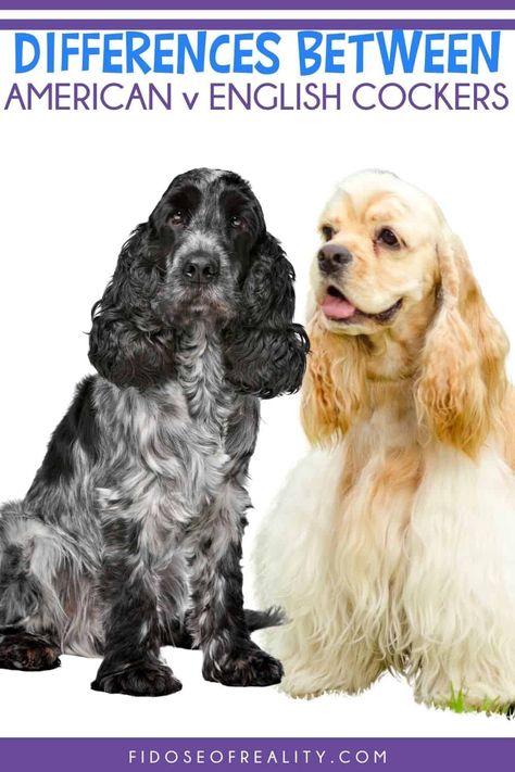 Golden English Cocker Spaniel, American Cocker Spaniel Puppies, Cocker Spaniel Breeders, Cocker Spaniel Haircut, American Spaniel, Black And White Cocker Spaniel, Cocker Spaniel Grooming, Weiner Dog Puppies, Show Cocker Spaniel