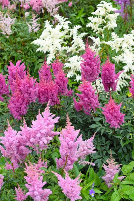 best shade perennials astilbe Best Perennials For Shade, Shady Gardens, Purple Flowering Plants, Ground Orchids, Flowering Perennials, Shade Tolerant Plants, Shade Loving Perennials, Large Indoor Plants, Perennial Bulbs