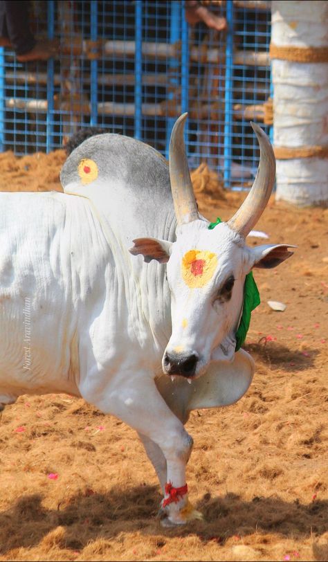 Jallikattu Bull Images, Jallikattu Photos, Kangayam Bull Images, Jallikattu Kaalai Hd Images, Indian Bull Images, Bull Pictures, Bull Images, Cow Photography, Funny Effects